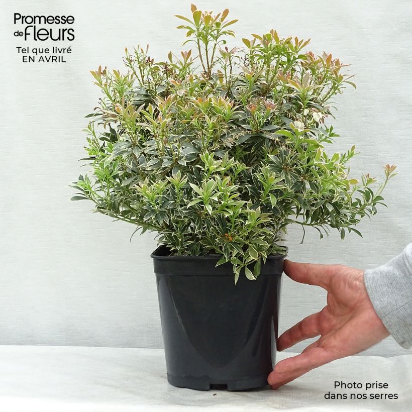 Pieris japonica Little Heath - Japanese Andromeda 2L/3L pot sample as delivered in spring