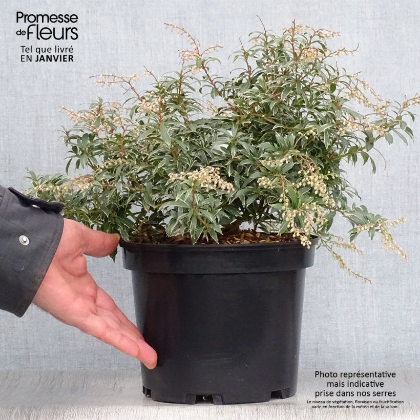 Pieris japonica Little Heath - Japanese Andromeda 4L/5L pot sample as delivered in winter