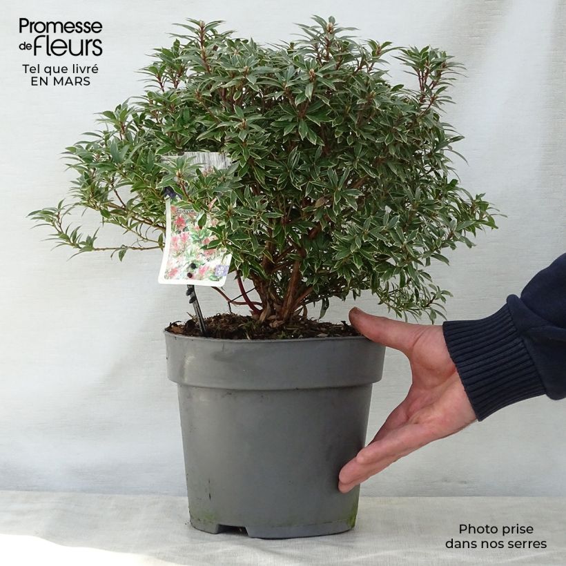 Pieris japonica Little Heath - Japanese Andromeda 4L/5L pot sample as delivered in spring