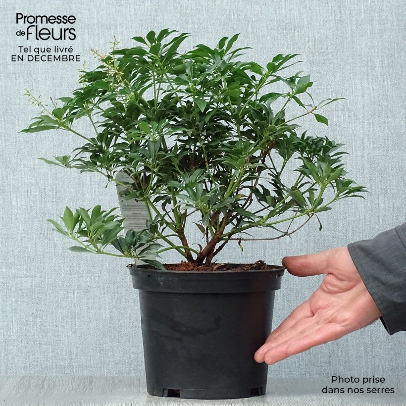 Pieris japonica Passion - Japanese Andromeda 2L/3L pot sample as delivered in winter