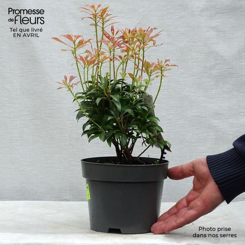 Pieris japonica Passion - Japanese Andromeda 2L/3L pot sample as delivered in spring