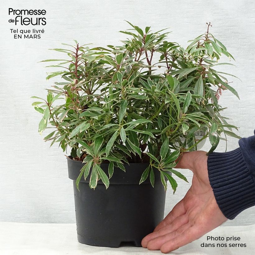 Pieris japonica Ralto Rose - Japanese Andromeda 2L/3L pot sample as delivered in spring