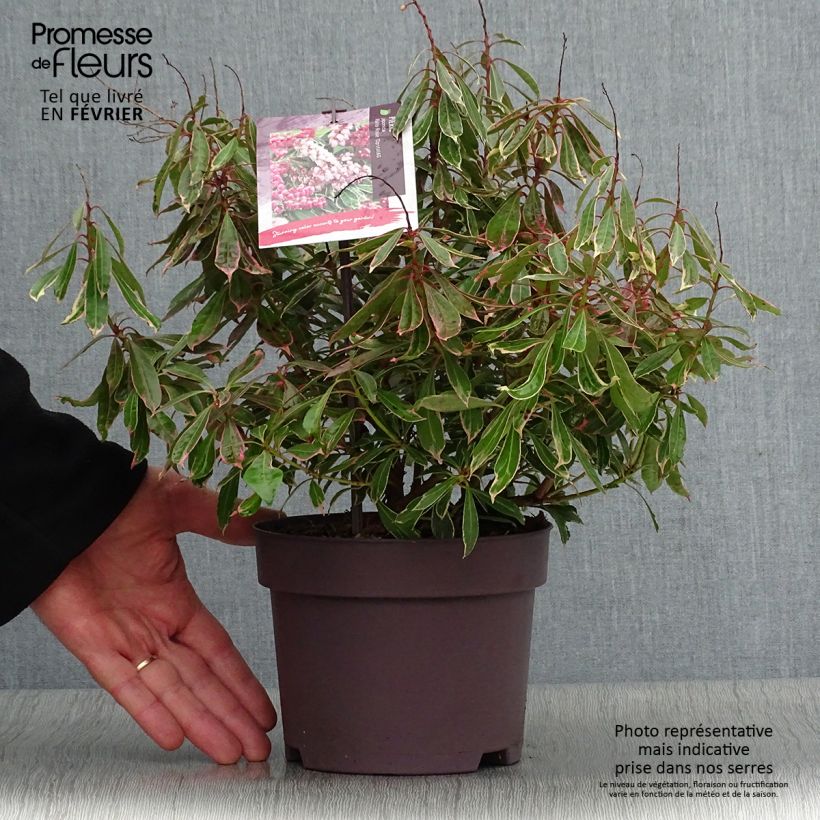 Pieris japonica Ralto Rose - Japanese Andromeda 2L/3L pot sample as delivered in winter