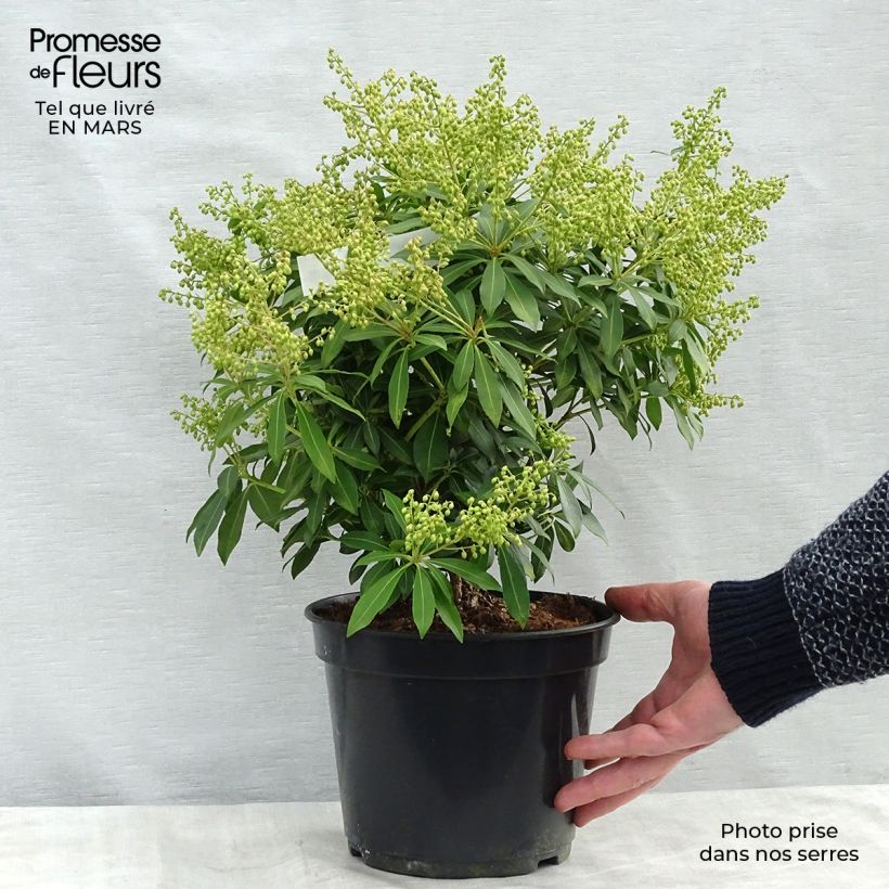 Pieris japonica Sarabande - Japanese Andromeda 3L/4L pot sample as delivered in winter
