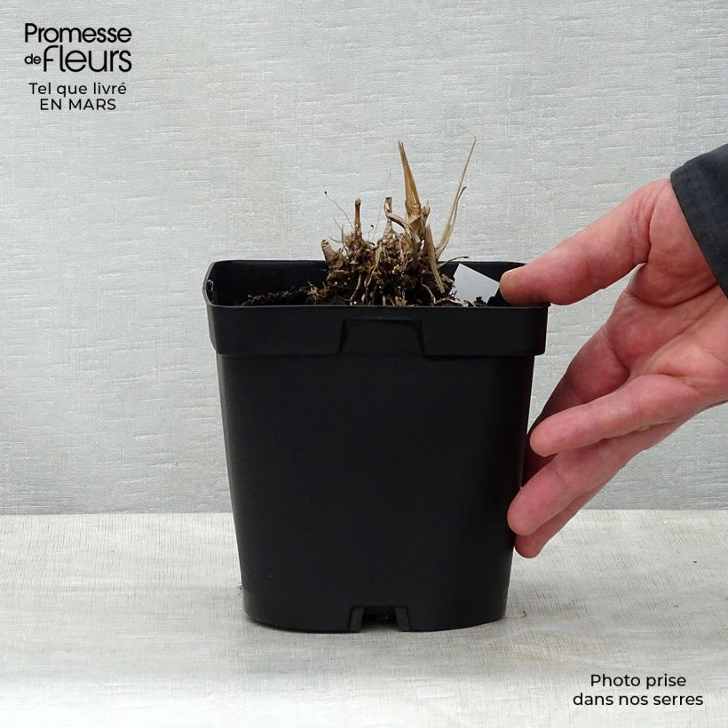 Andropogon gerardii Prairie Sommer 2L/3L pot sample as delivered in spring
