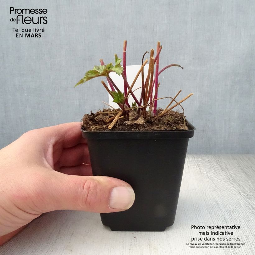 Anemone Ruffled Swan - Japanese Anemone 8/9 cm pot sample as delivered in spring