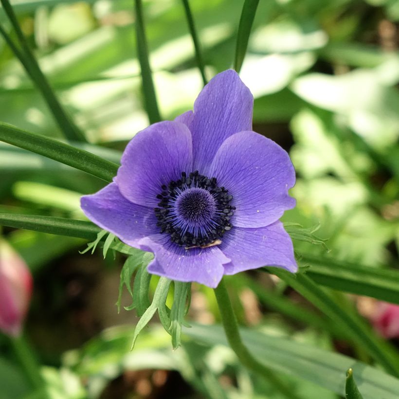 Anemone coronaria Mr Fokker (Flowering)