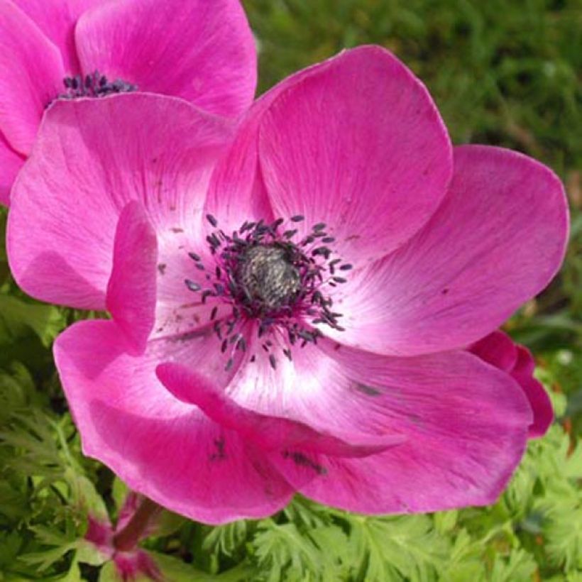 Anemone coronaria Sylphide (Flowering)