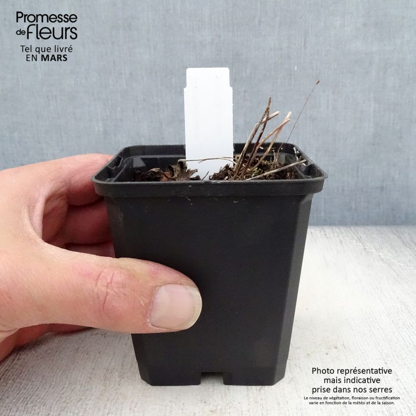 Anemone rivularis 8/9 cm pot sample as delivered in spring