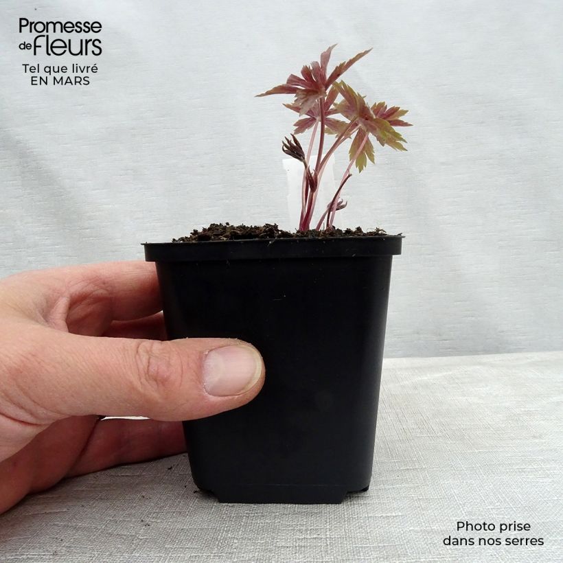 Anemone canadensis 8/9 cm pot sample as delivered in spring