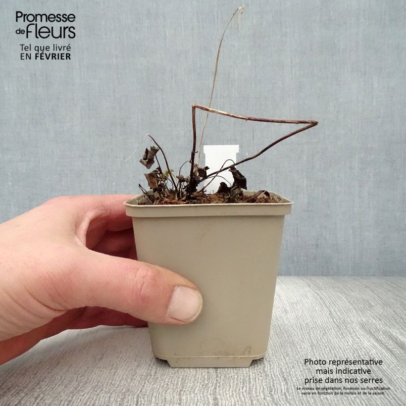 Anemone hybrida Bressingham Glow 8/9 cm pot sample as delivered in winter