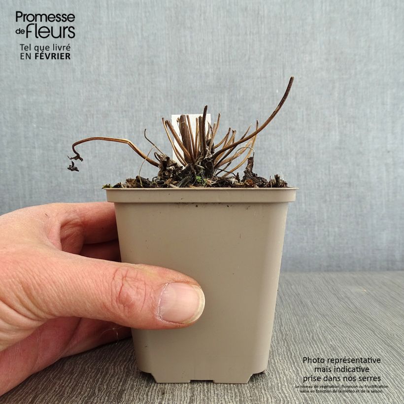 Anemone Fall in Love Sweetly 8/9 cm pot sample as delivered in winter