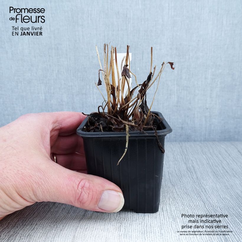 Anemone hupehensis Fantasy Ariel 8/9 cm pot sample as delivered in winter