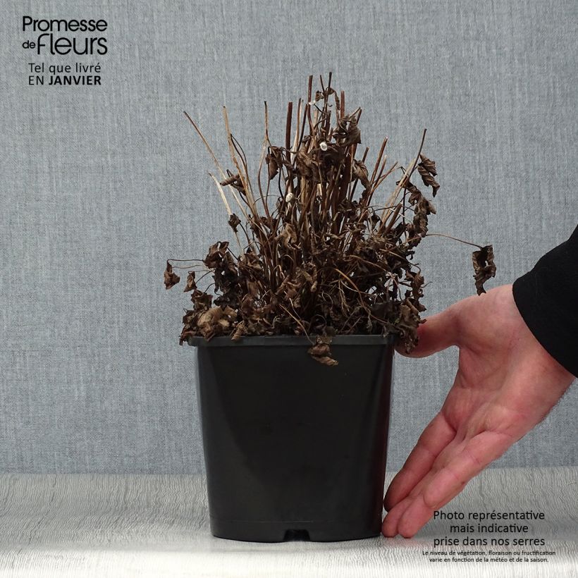 Anemone hupehensis Fantasy Ariel 2L/3L pot sample as delivered in winter