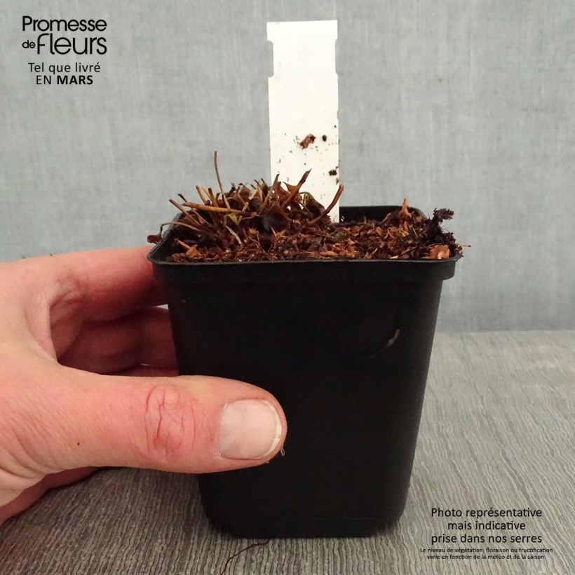 Anemone hybrida Fantasy Cinderella 8/9 cm pot sample as delivered in winter