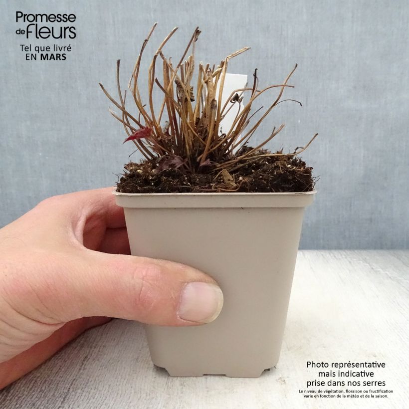 Anemone hybrida Fantasy Cinderella 8/9 cm pot sample as delivered in spring