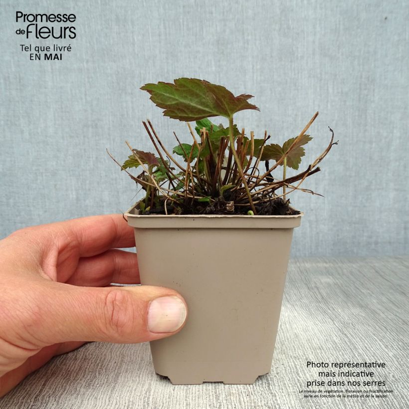 Anemone hybrida Fantasy Jasmine 8/9 cm pot sample as delivered in spring