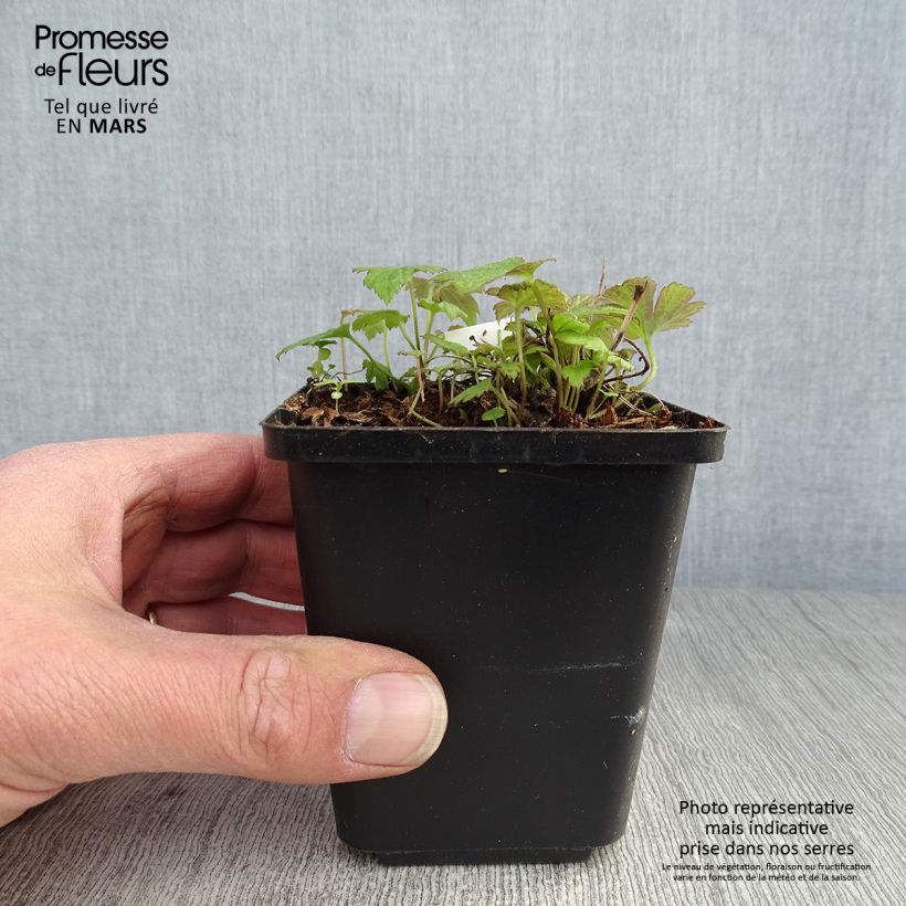 Anemone hupehensis var. japonica Fantasy Pocahontas 8/9 cm pot sample as delivered in spring