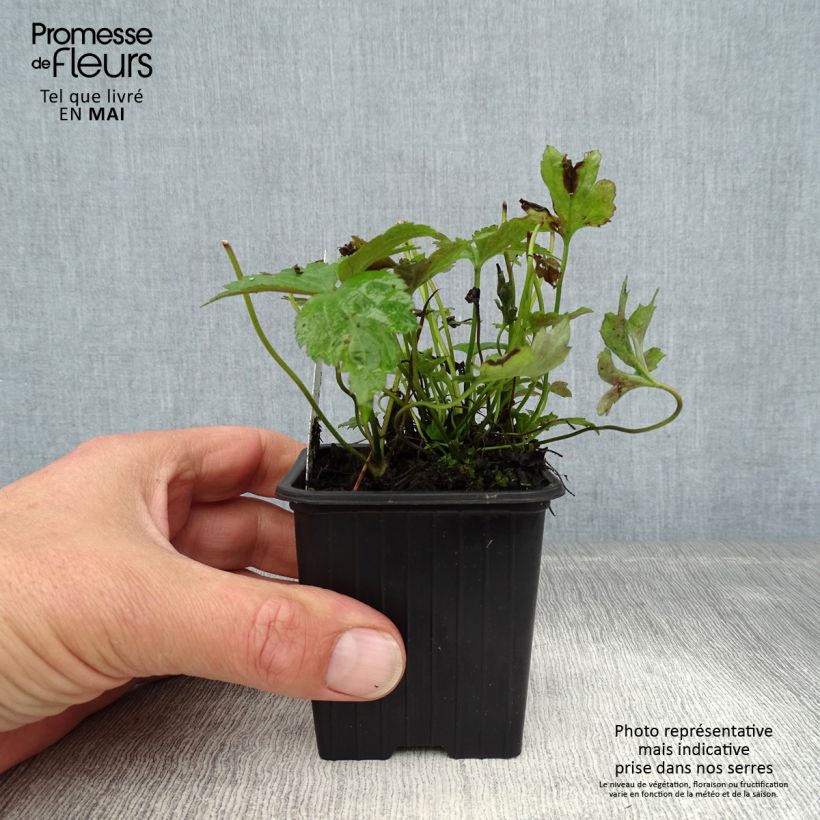 Anemone hupehensis var. japonica Prinz Heinrich 8/9 cm pot sample as delivered in spring