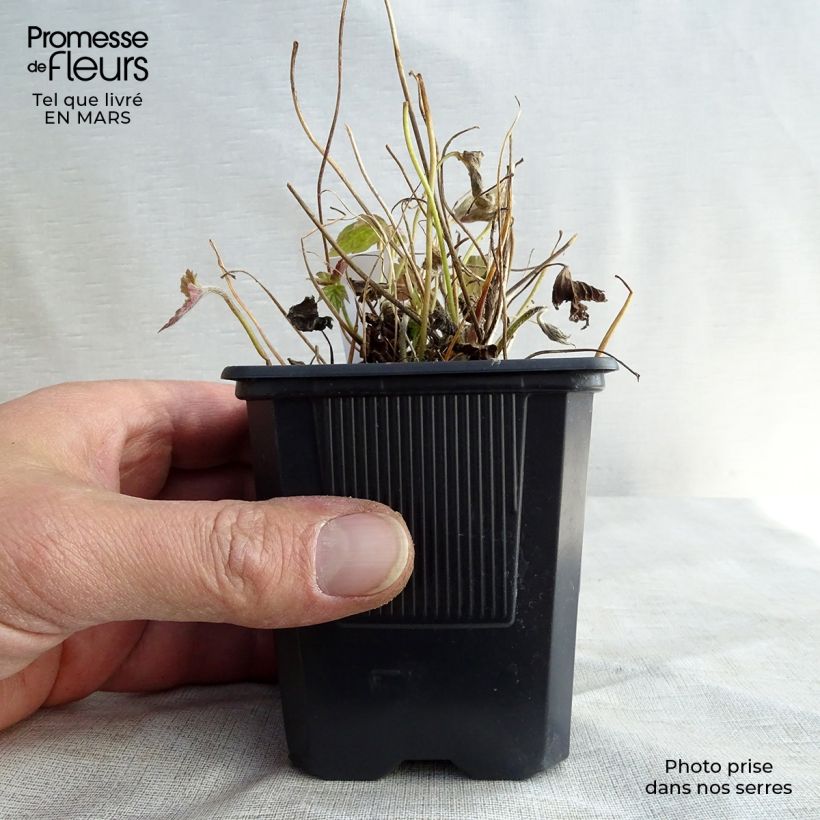 Anemone hupehensis var. japonica Prinz Heinrich 8/9 cm pot sample as delivered in winter