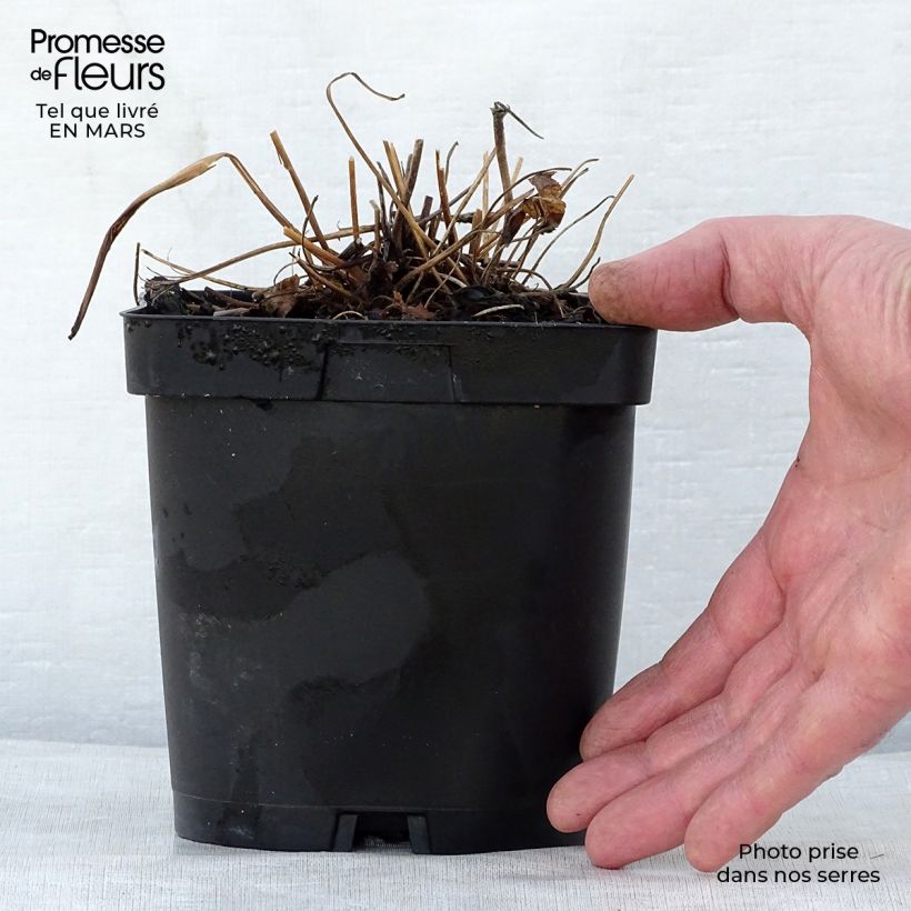 Anemone hupehensis var. japonica Prinz Heinrich 2L/3L pot sample as delivered in spring