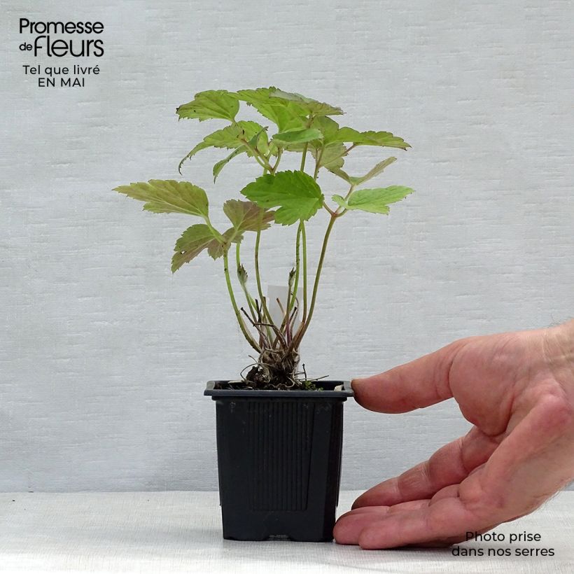 Anemone tomentosa Robustissima 8/9 cm pot sample as delivered in spring