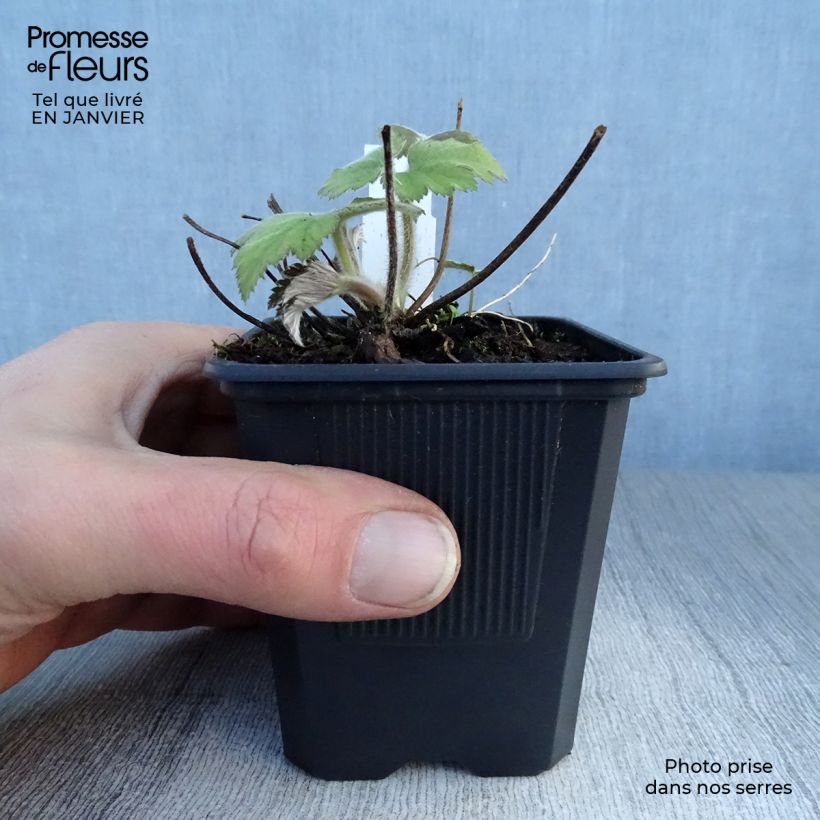 Anemone tomentosa Robustissima 8/9 cm pot sample as delivered in winter