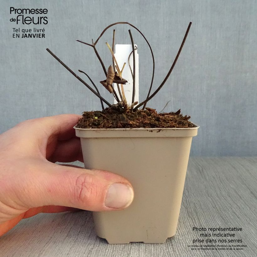 Anemone tomentosa Septemberglanz 8/9 cm pot sample as delivered in winter