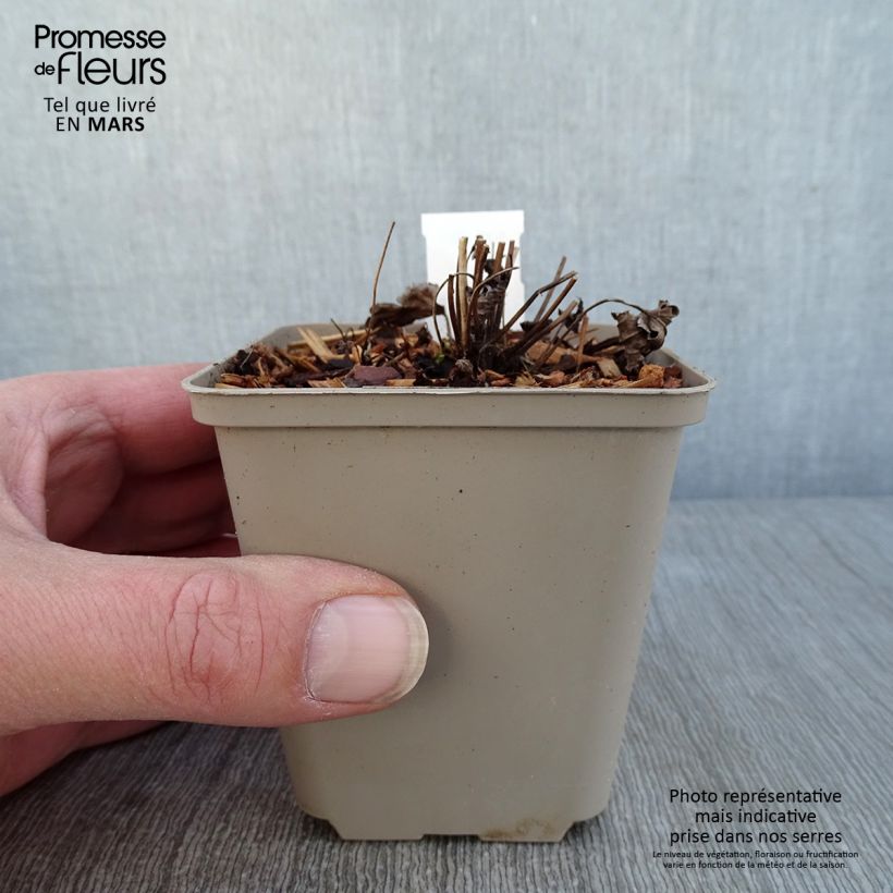 Anemone Satin Doll Rosé 8/9 cm pot sample as delivered in winter