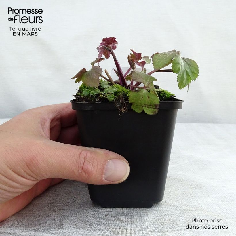 Anemone Dainty Swan - Japanese Anemone 8/9 cm pot sample as delivered in winter