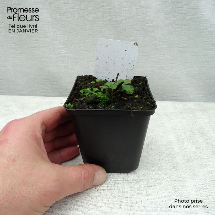 Anemone Elfin Swan - Japanese Anemone 8/9 cm pot sample as delivered in winter