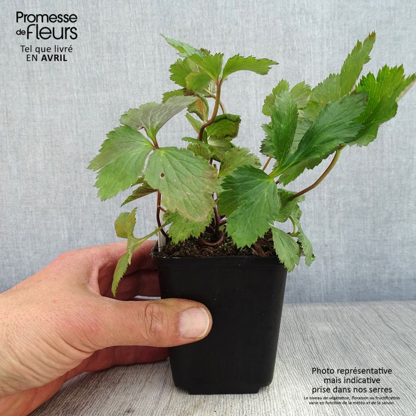 Anemone Elfin Swan - Japanese Anemone 8/9 cm pot sample as delivered in spring