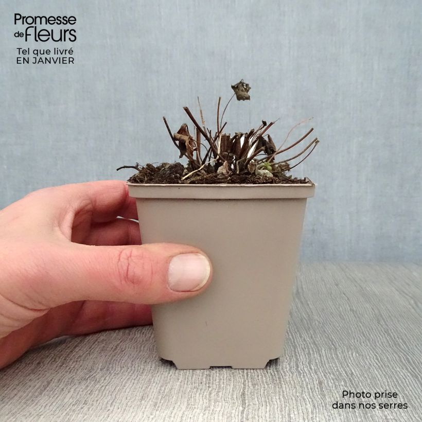 Anemone hybrida Snow Angels 8/9 cm pot sample as delivered in winter