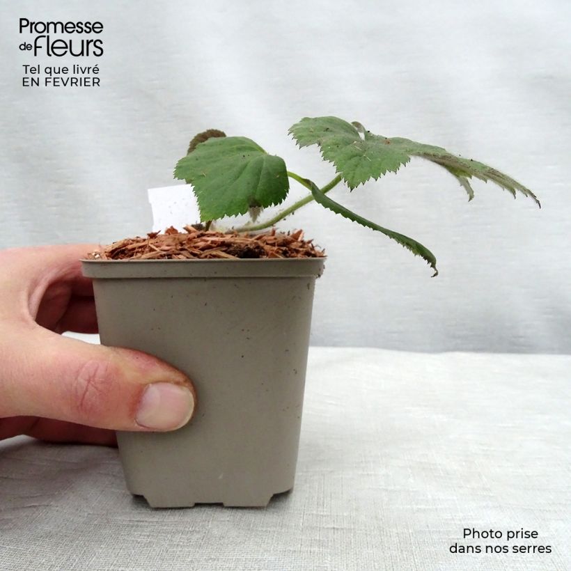 Anemone hybrida Tiki Sensation 8/9 cm pot sample as delivered in winter