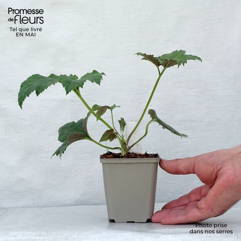 Anemone hybrida Tiki Sensation 8/9 cm pot sample as delivered in spring