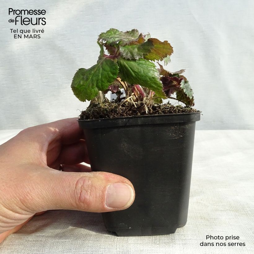 Anemone Dreaming Swan - Japanese Anemone 8/9 cm pot sample as delivered in winter