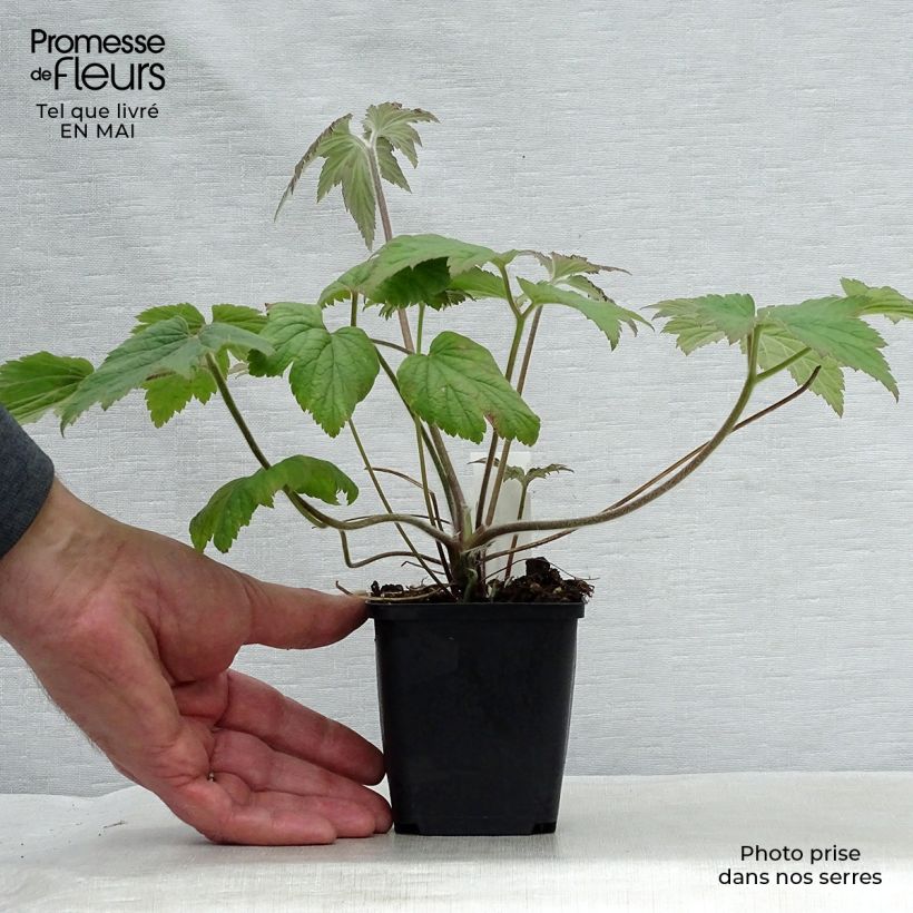 Anemone hybrida Hadspen Abundance 8/9 cm pot sample as delivered in spring