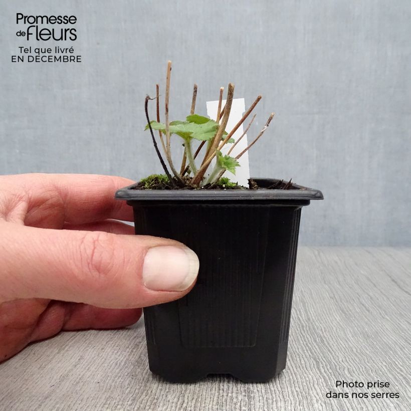 Anemone hybrida Honorine Jobert 8/9 cm pot sample as delivered in winter