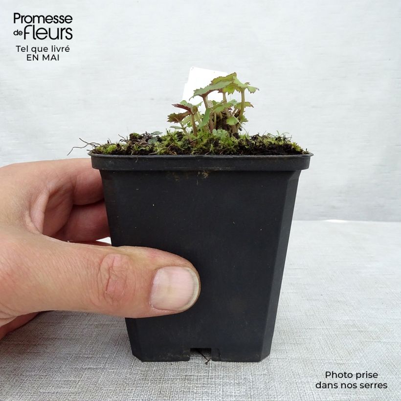 Anemone hybrida Mont Rose 8/9 cm pot sample as delivered in spring