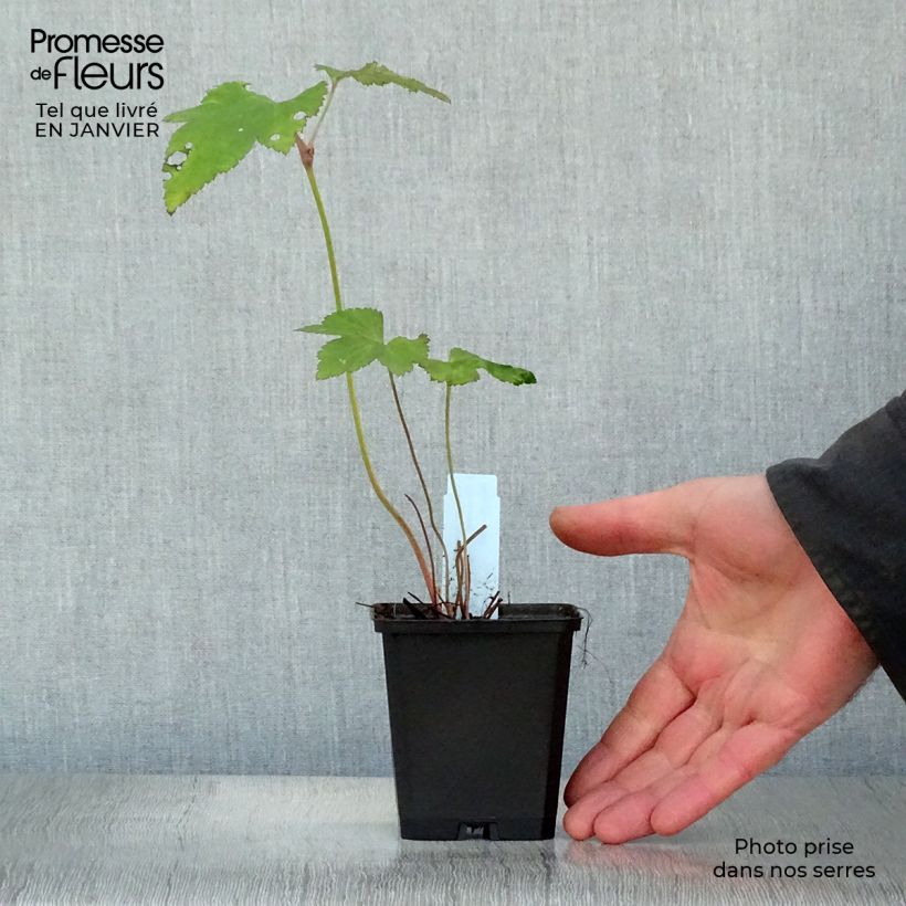 Anemone hybrida Mont Rose 8/9 cm pot sample as delivered in winter