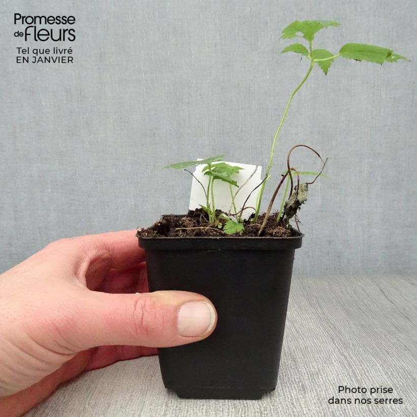 Anemone hupehensis var. japonica Pretty Lady Maria 8/9 cm pot sample as delivered in winter