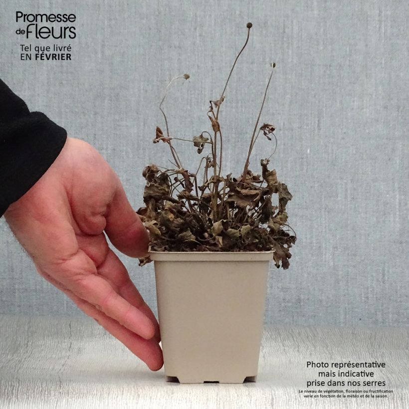 Anemone hupehensis Pretty Lady Susan 8/9 cm pot sample as delivered in winter