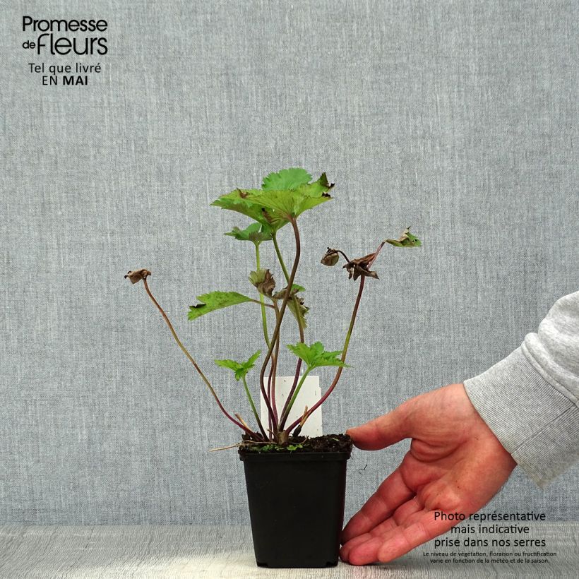 Anemone Regal Swan - Japanese Anemone 8/9 cm pot sample as delivered in spring