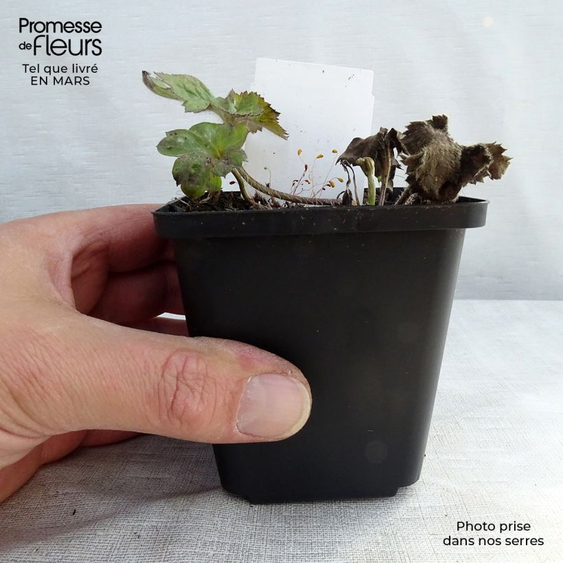 Anemone hybrida Königin Charlotte 8/9 cm pot sample as delivered in winter