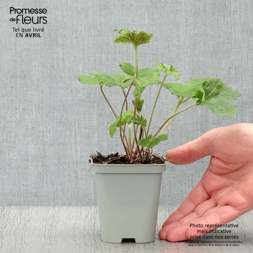 Anemone hybrida Richard Ahrens 8/9 cm pot sample as delivered in spring