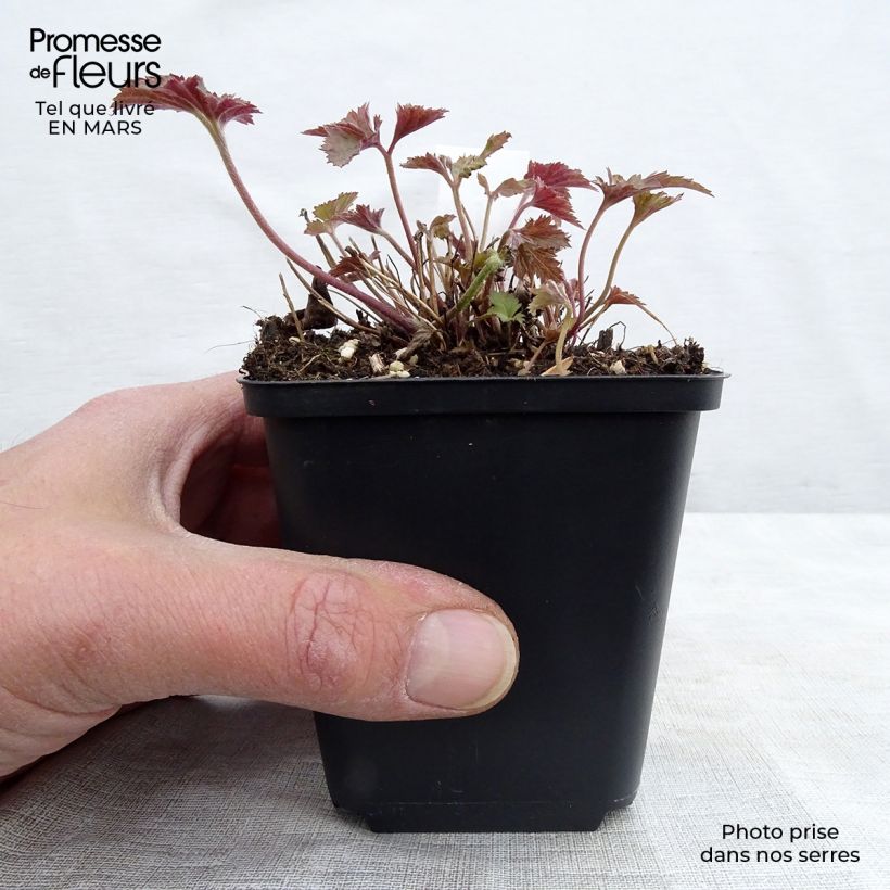 Anemone hupehensis Splendens 8/9 cm pot sample as delivered in spring