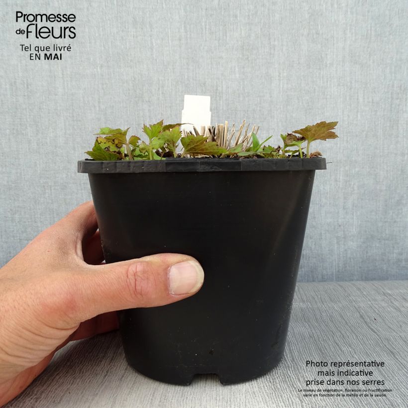 Anemone hupehensis Splendens 2L/3L pot sample as delivered in spring