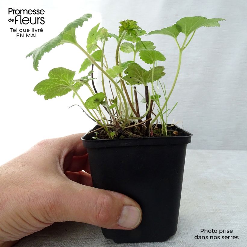 Anemone hybrida Whirlwind 8/9 cm pot sample as delivered in spring