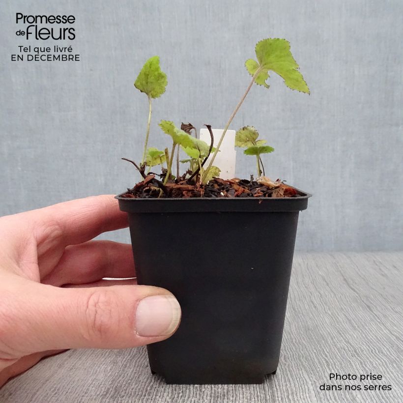 Anemone hybrida Whirlwind 8/9 cm pot sample as delivered in winter