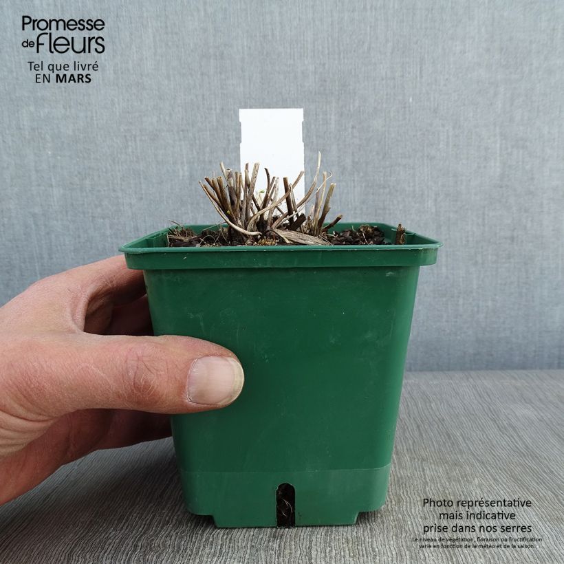 Anemone hybrida Whirlwind 1.5L/2L pot sample as delivered in winter